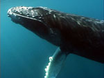 Join Marine Biologist Shawn Larkin for a pelagic adventure with some of Costa Rica�s most amazing marine creatures. 