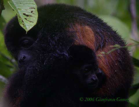 Drake Bay, Costa Rica - Howler Monkeys