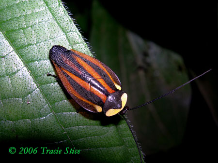 Drake Bay, Costa Rica - A rare find, this canopy cockroach is one of 150 species of roach found in Costa Rica.