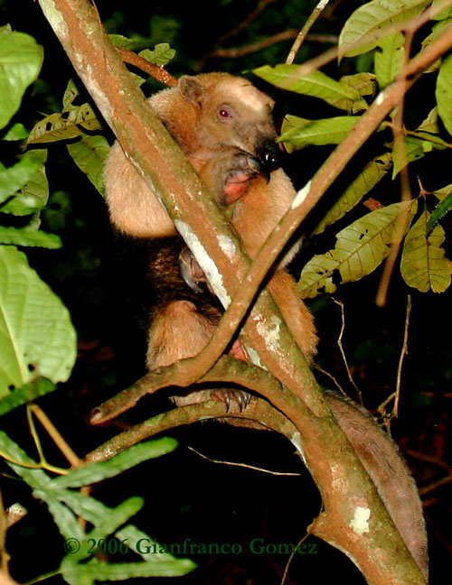 Drake Bay, Costa Rica - A tamandua anteater visits 50 to 80 ant and termite colonies per day.