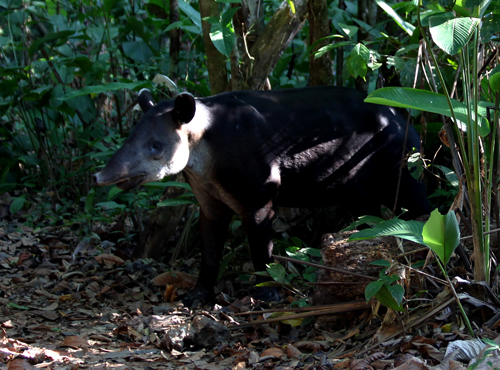 Baird's Tapir, Tapirus bairdii, in Corcovado National Park