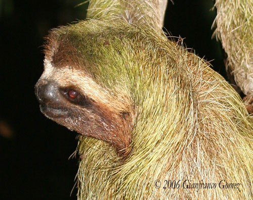 Drake Bay, Costa Rica - In Drake Bay, you'll see many new and amazing creatures.