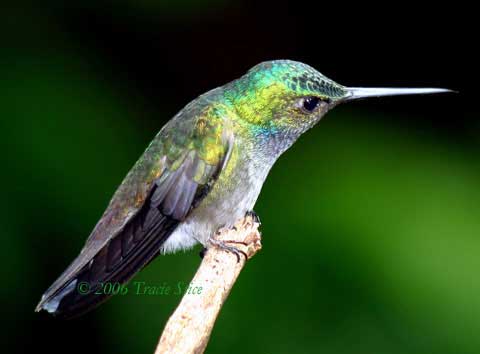 Drake Bay, Costa Rica - Beryl-crowned Hummingbird