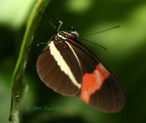 Drake Bay, Costa Rica - Heliconia Butterfly