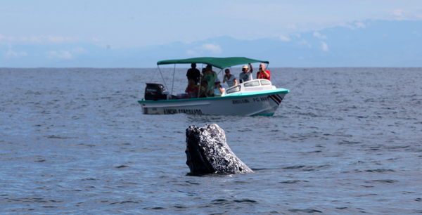 Whale Watching in Drake Bay, Costa Rica