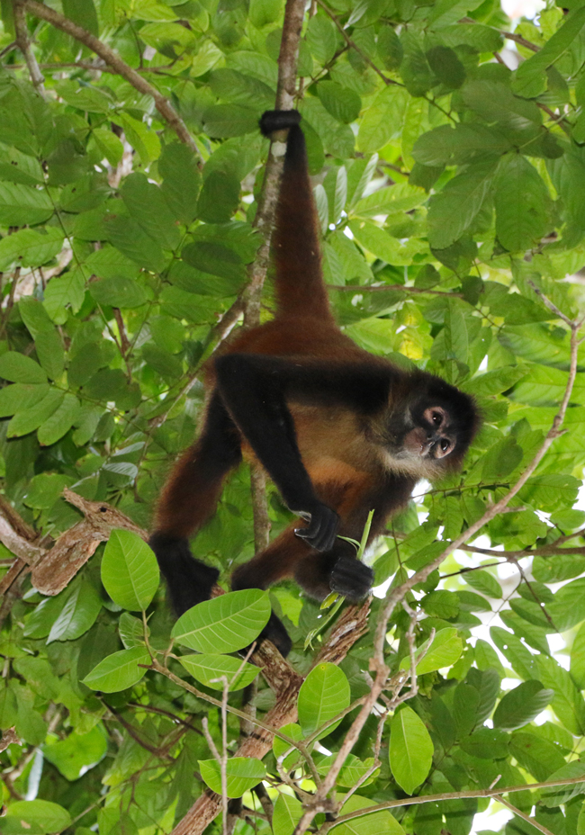 Central American Spider Monkey, Atales geoffroyi, from Drake Bay, Costa Rica