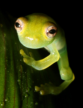 Emerald Glass Frog - Espadarana prosoblepon