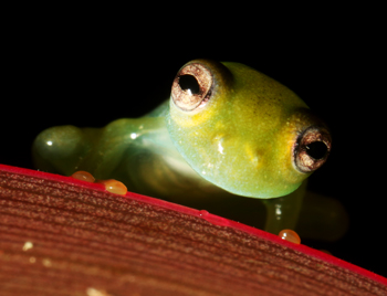 Emerald Glass Frog - Espadarana prosoblepon