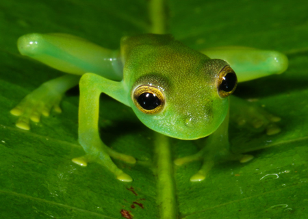 Emerald Glass Frog - Espadarana prosoblepon