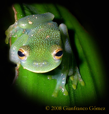 Granular Glass Frog - Cochranella granulosa