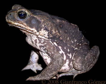 Marine Toad - Rhinella horribilis