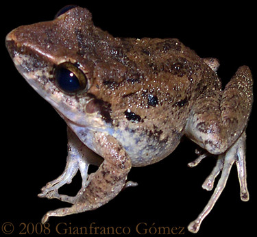 Common Rain Frog - Craugastor fitzingeri