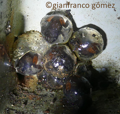 Diasporus diastema eggs