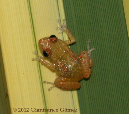 Tink Frog - Diasporus diastema