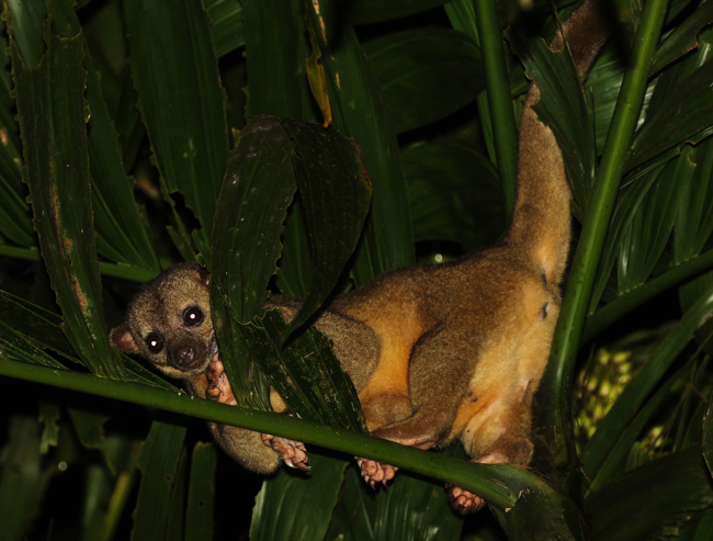 Kinkajou - Potos flavus