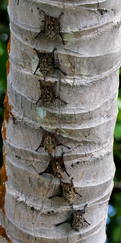 Proboscis Bats - Rhynchonycteris naso