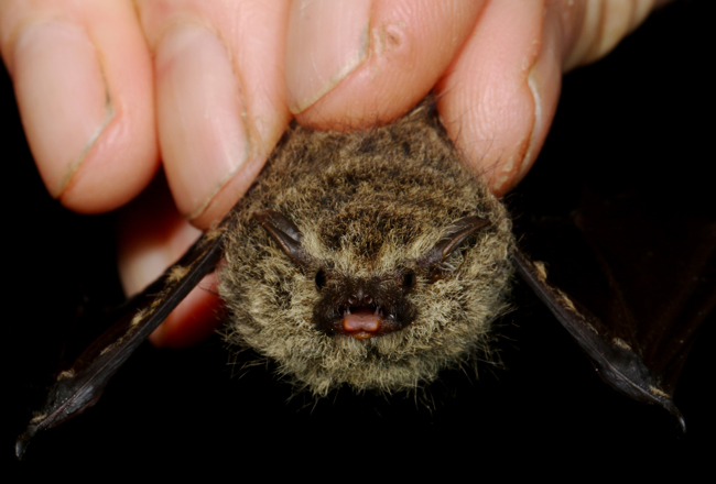 Proboscis Bat - Rhynchonycteris naso