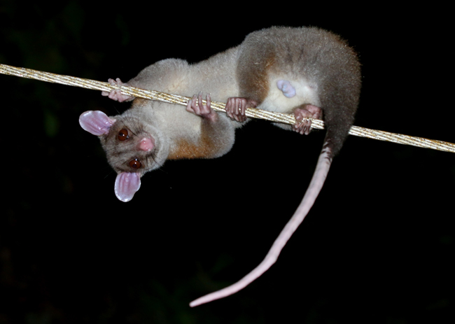 Central American Woolly Opossum - Caluromys derbianus