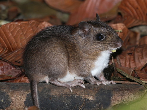 Tomes Spiny Rat - Proechimys semispinosus