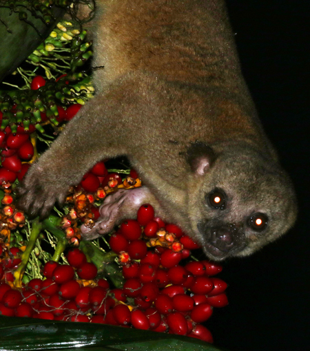 Kinkajou - Potos flavus