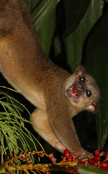 Kinkajou - Potos flavus