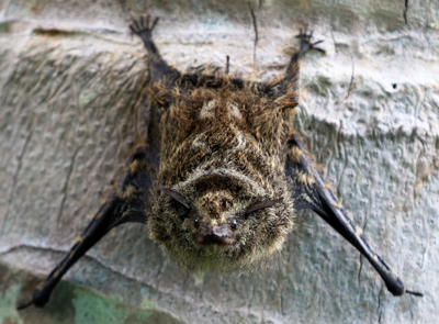 Proboscis Bat - RHychonycteris naso