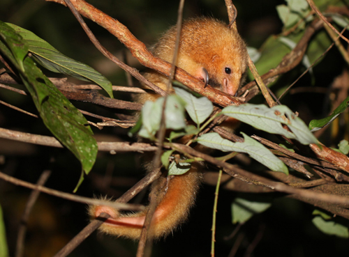 Central American Silky Anteater - Cyclopes dorsalis