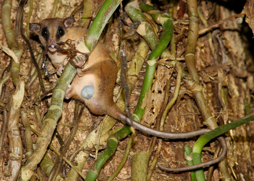 Mexican Mouse Opossum - Marmosa mexicana