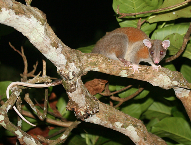 Central American Woolly Opossum - Caluromys derbianus