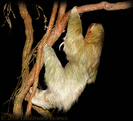 Brown-throated Three-toed Sloth - Bradypus variegatus
