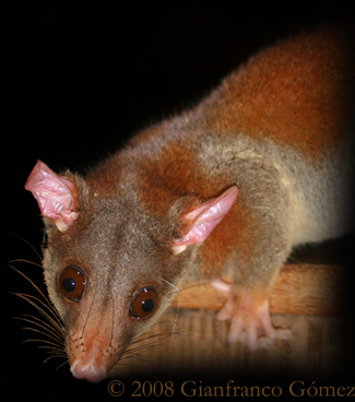 Central American Woolly Opossum - Caluromys derbianus