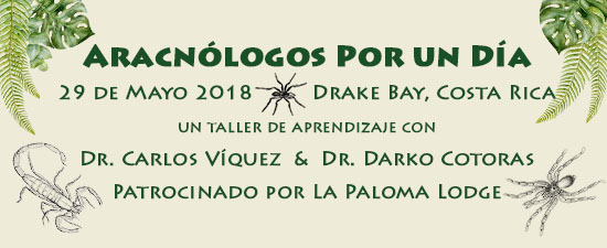 Arachnid Catalogue Workshop