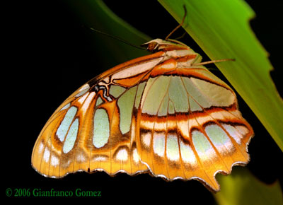 Drake Bay, Costa Rica - Drake Bay is home to so many wonderful creatures.