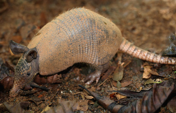 Nine-banded Armadillo, Dasypus novemcintus, photographed on the Night Tour in Drake Bay, Costa Rica