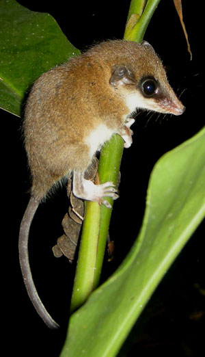 Mexican Mouse Opossum, Marmosa mexicana, photographed in Drake Bay, Costa Rica during the Night Tour