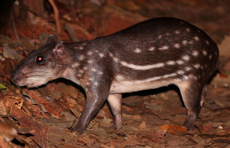 Paca - Cuniculus paca