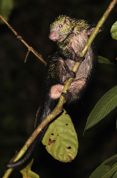 Mexican Hairy Porcupine, Sphiggurus mexicanus, photographed in Drake Bay, Costa Rica during the Night Tour