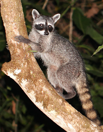 Raccoon photographed in Drake Bay, Costa Rica during the Night Tour