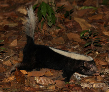 Striped Hog-nosed Skunk - Conepatus semistriatus