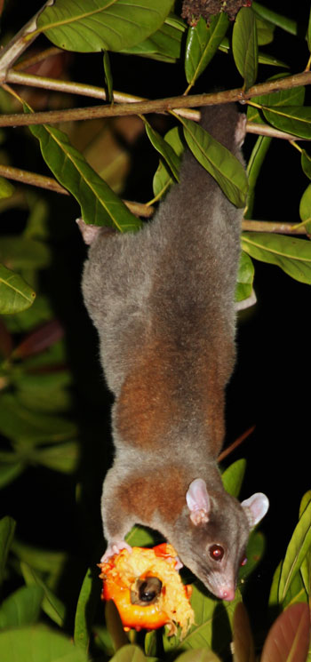 Woolly Opossum, Caluromys derbianus, photographed in Drake Bay, Costa Rica during the Night Tour